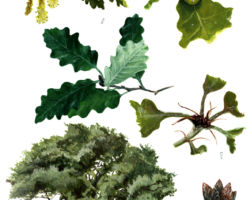 feldrik rivat illustration-chene pubescent Quercus pubescens