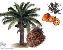 feldrik rivat illustrateur palmier a huile Elaeis guineensis