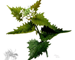 feldrik rivat illustration alliaire officinale Alliaria petiolata