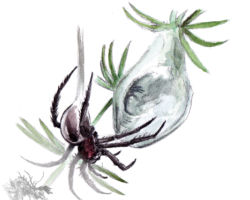 feldrik rivat illustration argyronete Argyroneta aquatica