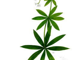 feldrik rivat illustration asperule odorante Galium odoratum