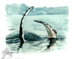feldrik rivat illustration baleine Megaptera novaeangliae