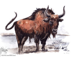 feldrik rivat illustration bison priscus
