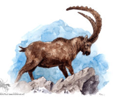 feldrik rivat illustration bouquetin capra ibex