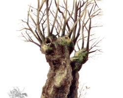 feldrik rivat illustration chene tetard Quercus robur