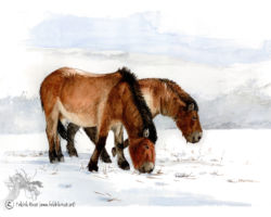 feldrik rivat illustration chevaux przewalski equus przewalskii