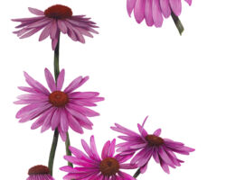 feldrik rivat illustration echinacee pourpre Echinacea purpurea