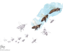 feldrik rivat illustration envol abeille Apis mellifera