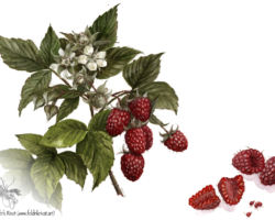 feldrik rivat illustration framboise Rubus idaeus
