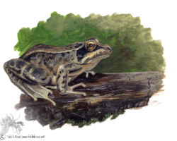 feldrik rivat illustration grenouille rousse Rana temporaria