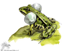 feldrik rivat illustration grenouille verte Pelophylax kl. esculentus 03