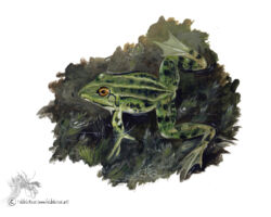 feldrik rivat illustration grenouille verte Pelophylax kl. esculentus 03
