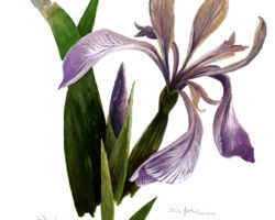 feldrik rivat illustration iris fetide Iris foetidissima