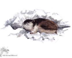 feldrik rivat illustration lemming de toundra lemmus lemmus