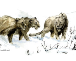 feldrik rivat illustration lions des cavernes panthera leo spelaea