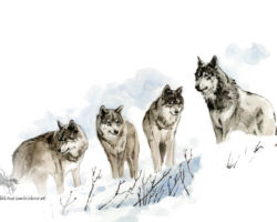 feldrik rivat illustration loups lupus
