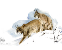 feldrik rivat illustration lynx