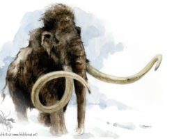 feldrik rivat illustration mammouth mammuthus primigenius