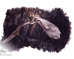 feldrik rivat illustration male murin Myotis myotis 02