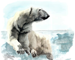 feldrik rivat illustration ours polaire vieux Ursus maritimus