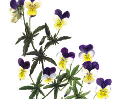 feldrik rivat illustration pensées sauvages Viola tricolor