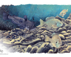feldrik rivat illustration poisson-chat perche-soleil Ictalurus melas Lepomis gibbosus