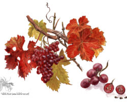 feldrik rivat illustration raisin Vitis vinifera