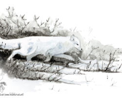 feldrik rivat illustration renard polaire hiver vulpes lagopus