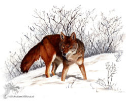 feldrik rivat illustration renard roux Vulpes vulpes
