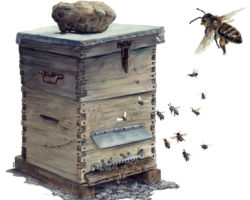feldrik rivat illustration abeille Apis mellifera