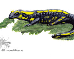 feldrik rivat illustration salamandre tachetee Salamandra salamandra
