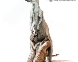 feldrik rivat illustration suricate Suricata suricatta