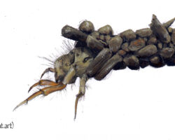 feldrik rivat illustration tricoptere Trichoptera