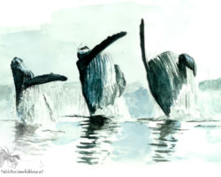 feldrik-rivat-illustration-baleine-Megaptera-novaeangliae-2