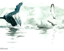 feldrik-rivat-illustration-baleine-Megaptera-novaeangliae-3