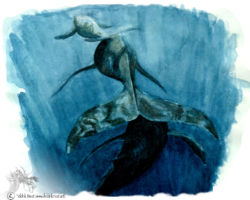 feldrik-rivat-illustration-baleine-Megaptera-novaeangliae