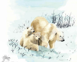 feldrik-rivat-illustration-ours-polaire-Ursus-maritimus-03