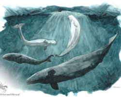 feldrik-rivat-illustration-beluga-Delphinapterus-leucas
