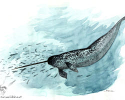 feldrik-rivat-illustration-narval-Monodon-monoceros