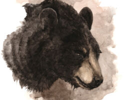 feldrik-rivat-illustration-ours-noir-Ursus-americanus-portrait