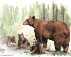 feldrik-rivat-illustration-ours-noir-Ursus-americanus