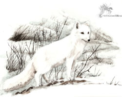 feldrik-rivat-illustration-renard-arctique-Alopex-lagopus