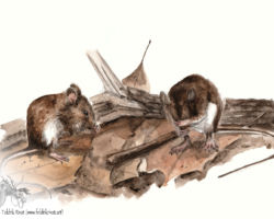 feldrik-rivat-illustration-souris-sylvestre-Peromyscus-maniculatus